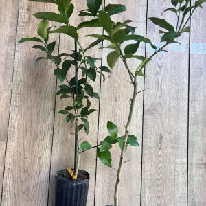 Meyer Lemon Tree Live Plant - half Gallon Pot, Sweet Citrus Fruit - Image 7