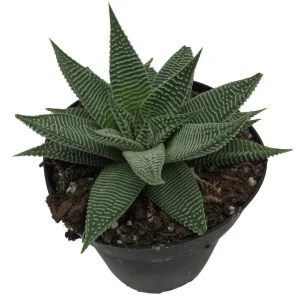 Miami Haworthia Succulent Plant - 4