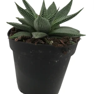 Miami Haworthia Succulent Plant - 4