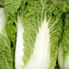 Michihili Chinese Cabbage Seeds - Non-GMO Vegetable Garden Seeds - Image 1