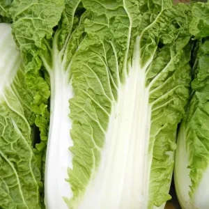 Michihili Chinese Cabbage Seeds - Non-GMO Vegetable Garden Seeds - Image 1