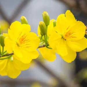 Mickey Mouse Plant Live Plant – Ochna serrulata – 2 Feet Tall – Potted - Image 2