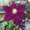 Midnight Showers Clematis Vine - Live Plant - Purple Blooms - 2.5 inch Pot - Image 1