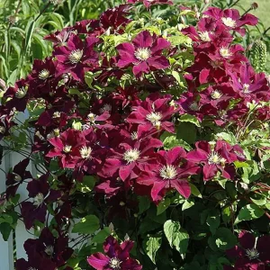 Midnight Showers Clematis Vine - Live Plant - Purple Blooms - 2.5 inch Pot - Image 2