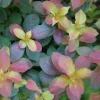Midnight Sun Weigela Live Plant - Vibrant Orange-Red Foliage Shrub 4 inch Pot - Image 1