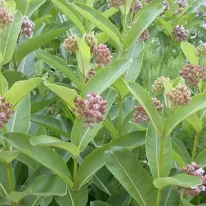 Milkweed Live Plant – 8-12 Inch Tall – Half Gallon Pot – Outdoor Perennial - Image 2