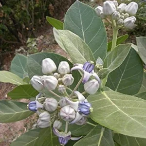 Milkweed Live Plant – 8-12 Inch Tall – Half Gallon Pot – Outdoor Perennial - Image 1