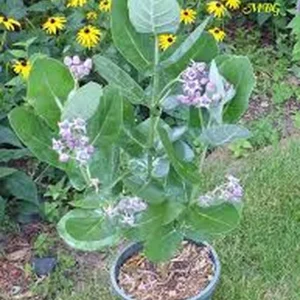 Milkweed Live Plant – Half Gallon Pot – Outdoor – Attracts Monarchs - Image 1