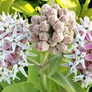 Milkweed Live Plant – Half Gallon Pot – Outdoor – Attracts Monarchs - Image 2