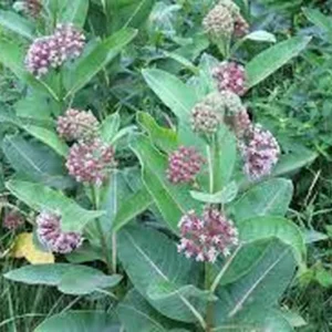 Milkweed Live Plant – Half Gallon Pot – Outdoor – Attracts Monarchs - Image 3