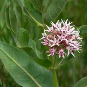 Milkweed Live Plant – Half Gallon Pot – Outdoor – Attracts Monarchs - Image 4