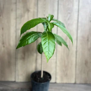 Milky Way Tree Live Plant - Stemmadenia litoralis 6 inch Pot Tropical Outdoor - Image 2