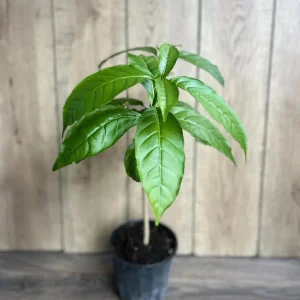 Milky Way Tree Live Plant - Stemmadenia litoralis 6 inch Pot Tropical Outdoor - Image 3