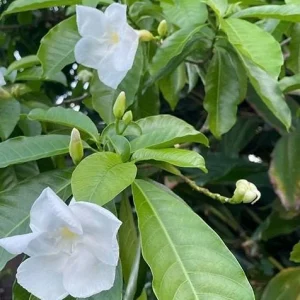 Milky Way Tree Live Plant - Stemmadenia litoralis 6 inch Pot Tropical Outdoor - Image 1