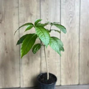 Milky Way Tree Live Plant - Stemmadenia litoralis 6 inch Pot Tropical Outdoor - Image 6