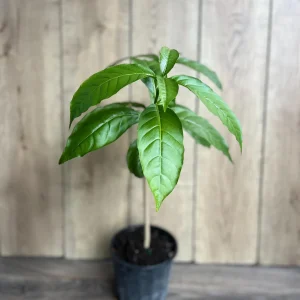 Milky Way Tree Live Plant - Stemmadenia litoralis 6 inch Pot Tropical Outdoor - Image 8