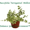 Million Hearts Variegated Live Plant – 2 inch Pot – Indoor Vining Plant - Image 1