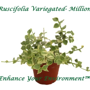 Million Hearts Variegated Live Plant – 2 inch Pot – Indoor Vining Plant - Image 1