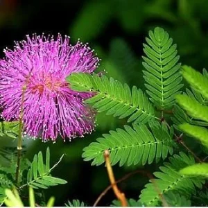 Mimosa strigillosa Live Plant - Sensitive Plant - 6 inch Pot - Indoor Houseplant - Image 3