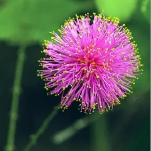 Mimosa strigillosa Live Plant - Sensitive Plant - 6 inch Pot - Indoor Houseplant - Image 4