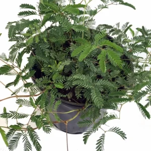 Mimosa strigillosa Live Plant - Sensitive Plant - 6 inch Pot - Indoor Houseplant - Image 6