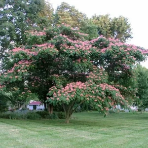 Mimosa Tree Seeds - Albizia julibrissin - 20 Seed Pack - Outdoor Flowering - Image 1