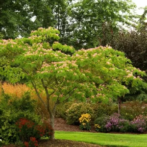 Mimosa Tree Seeds - Albizia julibrissin - 20 Seed Pack - Outdoor Flowering - Image 7
