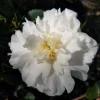 Mine No Yuki Camellia Live Plant - White Double Flowers, 4 inch Pot, Evergreen Shrub - Image 1
