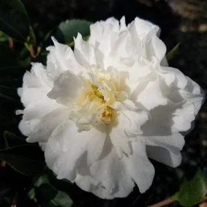 Mine No Yuki Camellia Live Plant - White Double Flowers, 4 inch Pot, Evergreen Shrub - Image 1