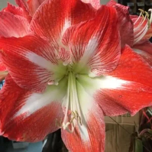 Minerva Amaryllis Bulb - 28/30 cm Indoor/Outdoor Flower Bulb Kit with Growing Medium - Image 3