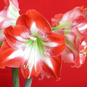 Minerva Amaryllis Bulb – Great for Winter Forcing, 28-30 cm - Image 2