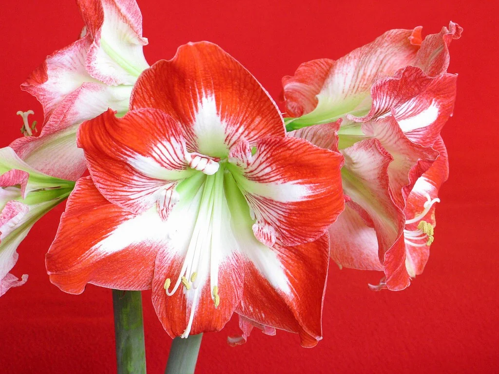 Minerva Amaryllis Bulb – Great for Winter Forcing, 28-30 cm - Image 2