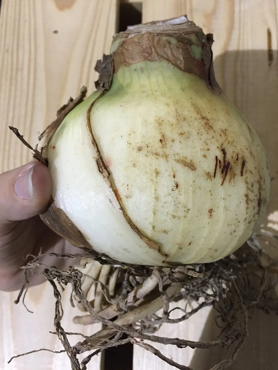 Minerva Amaryllis Bulb – Great for Winter Forcing, 28-30 cm - Image 3