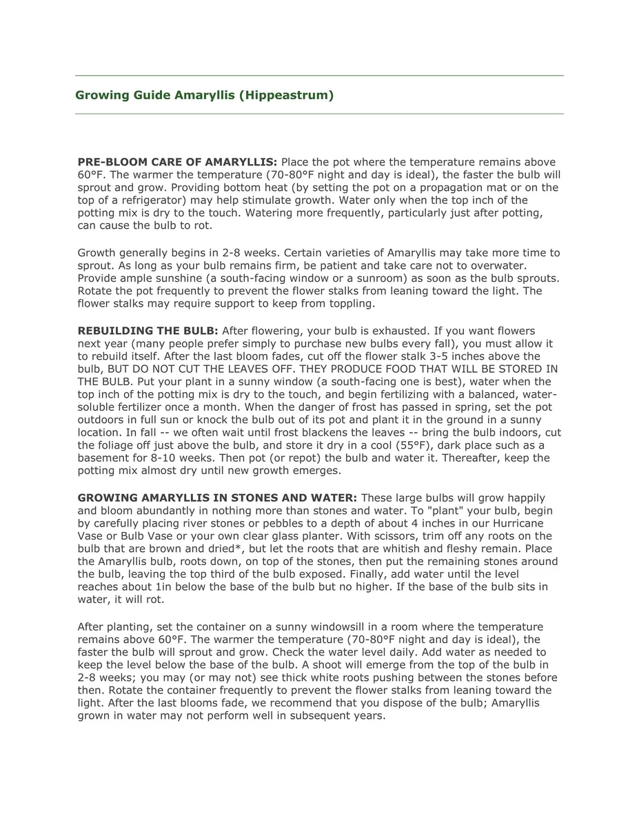 Minerva Amaryllis Bulb – Great for Winter Forcing, 28-30 cm - Image 4