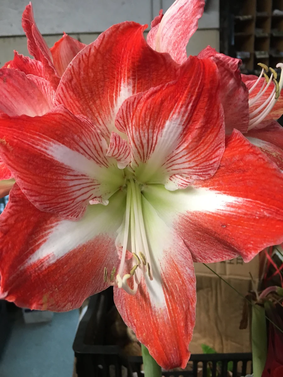 Minerva Amaryllis Bulb – Great for Winter Forcing, 28-30 cm - Image 1