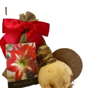 Minerva Amaryllis Growing Kit - Large Bulb, Red Ceramic Pot, 20-24