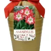 Minerva Gold Amaryllis Kit - 1 Bulb, Ceramic Pot, Planting Medium - Indoor - Image 1