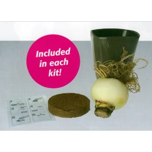 Minerva Gold Amaryllis Kit - 1 Bulb, Ceramic Pot, Planting Medium - Indoor - Image 2