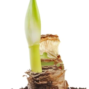 Minerva Gold Amaryllis Kit - 1 Bulb, Ceramic Pot, Planting Medium - Indoor - Image 4