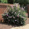 Minerva Rose of Sharon Althea Live Plant - 1-2 ft Tall Quart Pot - Outdoor Shrub - Image 1