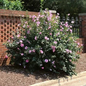 Minerva Rose of Sharon Althea Live Plant - 1-2 ft Tall Quart Pot - Outdoor Shrub - Image 1