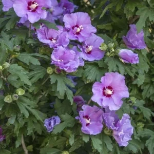Minerva Rose of Sharon Althea Plant - Live Flowering Shrub - 1 Quart Pot - Image 4