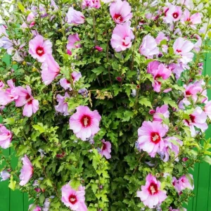 Minerva Rose of Sharon Althea Plant - Live Flowering Shrub - 1 Quart Pot - Image 5