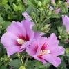 Minerva Rose of Sharon Althea Plant - Live Flowering Shrub - 1 Quart Pot - Image 1