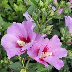 Minerva Rose of Sharon Althea Plant - Live Flowering Shrub - 1 Quart Pot - Image 1