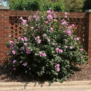 Minerva Rose of Sharon Althea Plant - Live Flowering Shrub - 1 Quart Pot - Image 6