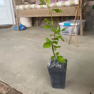 Minerva Rose of Sharon Althea Plant - Live Flowering Shrub - 1 Quart Pot - Image 7