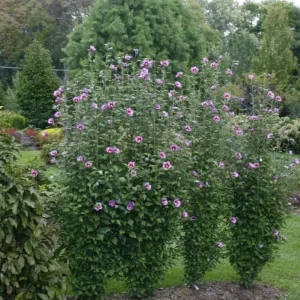 Minerva Rose of Sharon Althea Plant - Live Flowering Shrub - 1 Quart Pot - Image 8