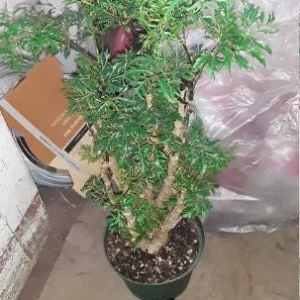 Ming Aralia Live Plant - 1 Ft Tall, Potted Houseplant or Outdoor Shrub - Image 1