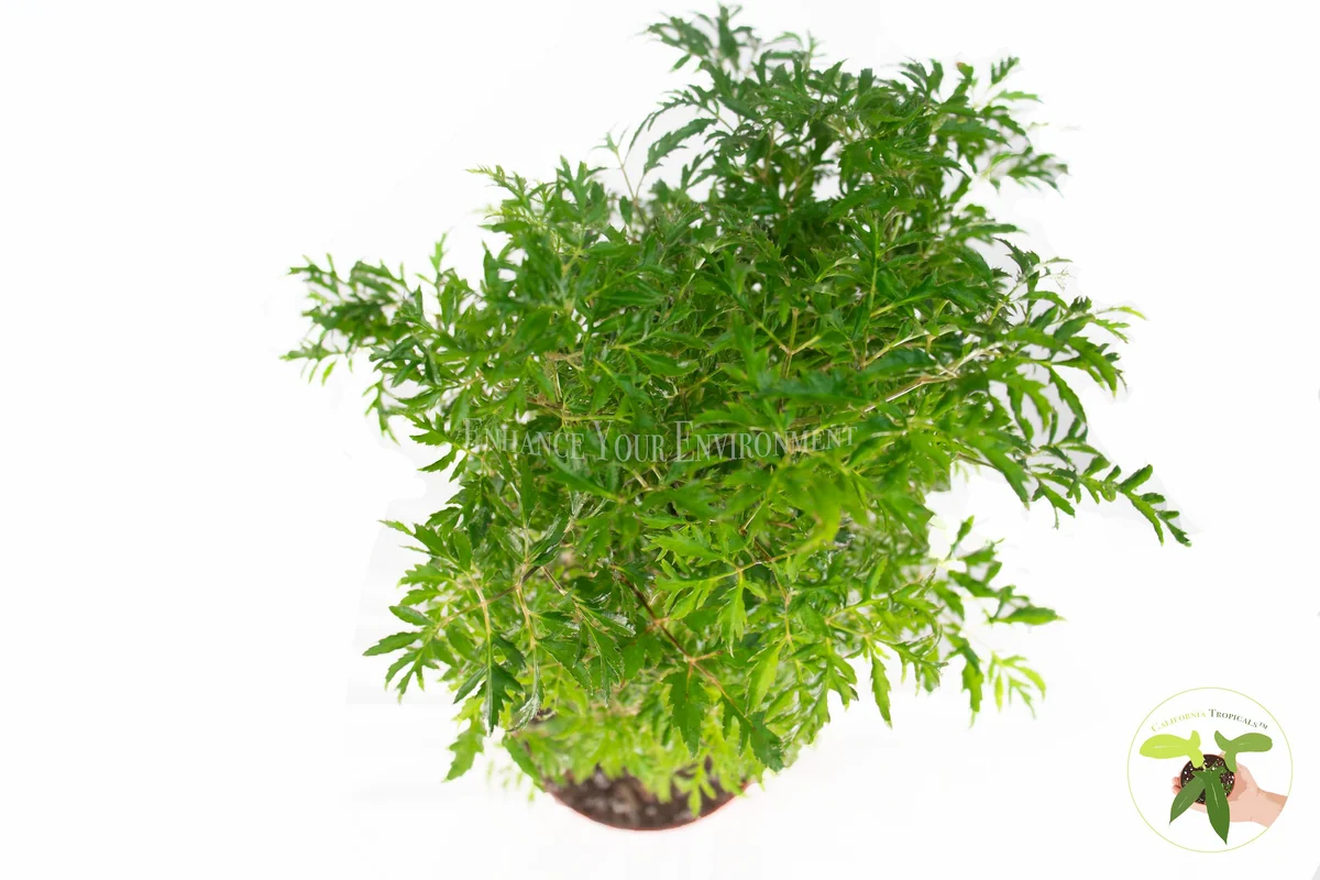 Ming Aralia Live Plant – 6 inch Potted Houseplant – Indoor Foliage - Image 2